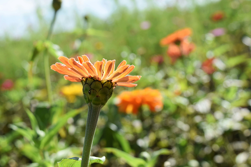 Starke Flower Seeds