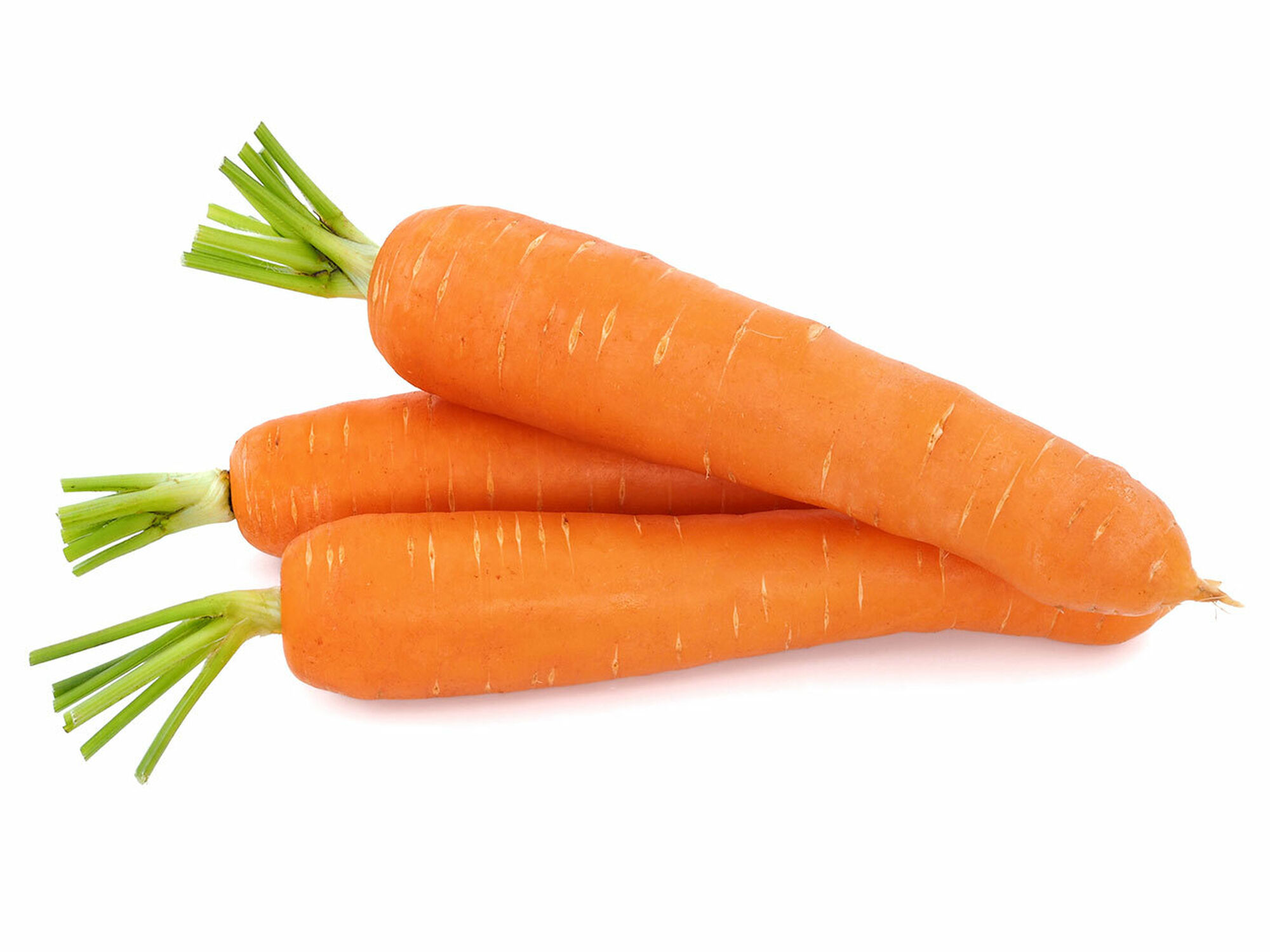 Carrot-Starke Ayres | Starke Ayres